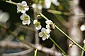 梅花與蜜蜂（清大梅園）