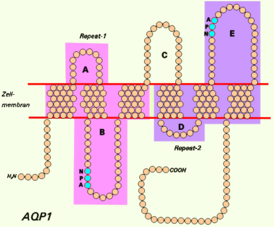 Схематическая структура мономера аквапорина 1