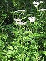 Achillea macrophylla