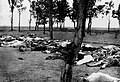 Image 2Picture showing Armenians killed during the Armenian Genocide. Image taken from Ambassador Morgenthau's Story, written by Henry Morgenthau, Sr. and published in 1918.