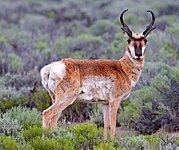 Pronghorn (Antilocapra americana)