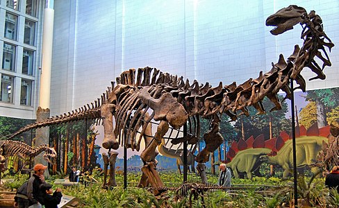 Apatosaurus (אפטוזאורוס)