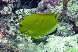 Un poisson-ange à trois taches (Apolemichthys trimaculatus)