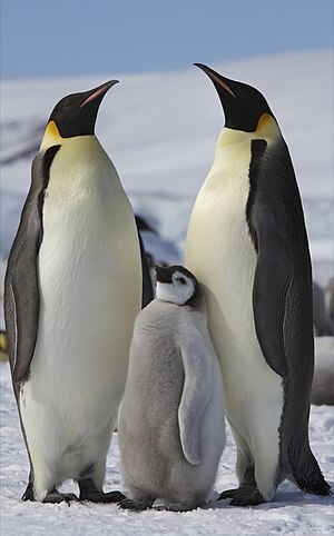 שני פרטים בוגרים של פינגווין קיסרי ופרט צעיר ביניהם