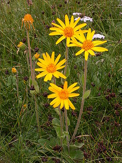 Etelänarnikki (Arnica montana)