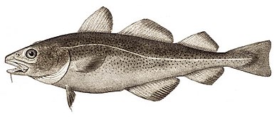 Atlantic cod are usually found between 150 and 200 metres, they are omnivorous and feed on invertebrates and fish, including young cod.[45]