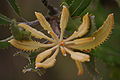Banksia menziesii early/new leaf growth