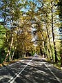 Forest road in Bartın Province