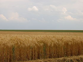 La Beauce, c'est plat.