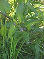 Solanum dulcamara