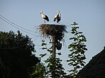 A stork nest