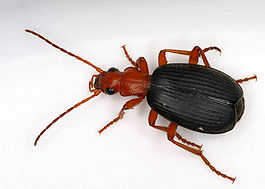 Brachinus sp.