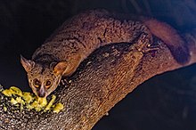 Brown greater galago ("Otolemur crassicaudatus")