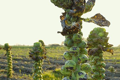 Brussels sprouts ready for harvest