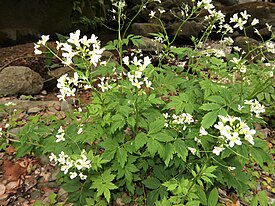 Cardamine appendiculata