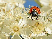 In addition to insect prey, seven-spot lady-birds consume pollen and nectar.