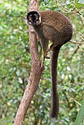 Brown lemur