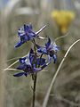 Tall Mountain Larkspur, ditto