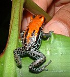 Ranitomeya reticulata fotograferad i Peru.