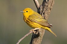 A yellow warbler perched on a small tree branch