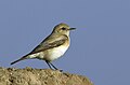 Female in Gujarat, India