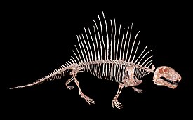 Скелет Dimetrodon limbatus