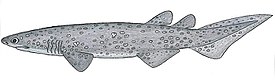 Okahai (Echinorhinus brucus)