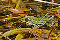 Pelophylax esculentus