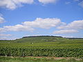 La forêt surplombant le vignoble