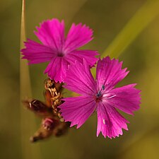 Fleurs d'Œillet des Chartreux (Dianthus carthusianorum).