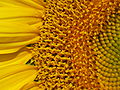 Flowers open in succession in head of a sunflower (Helianthus annuus), with ray florets forming the 'petals'