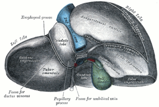 Faccia inferiore del fegato presa da "Anatomia del Gray"