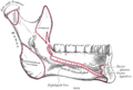 Mandibule. Vue interne