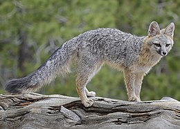 Renard gris (Urocyon cinereoargenteus).