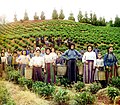 grčke žene i djeca beru čaj u Gruziji