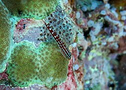 Un gobie nain (Helcogramma maldivensis)