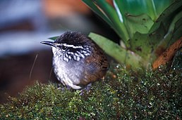 Тріщук сіроволий (Henicorhina leucophrys)