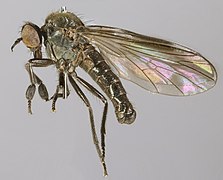 Hilara brevistyla.