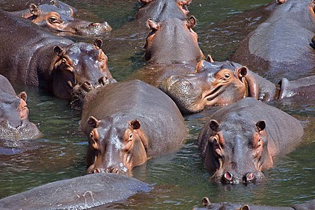 Pod of hippopotamuses, by Paul Maritz (edited by Fir0002)