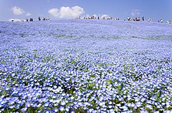 Hitachi Seaside Park