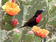 blackish sunbird with glossy blue-green on the head and bright red on the throat and chest