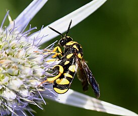 Leucospidae