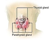 Location of the thyroid and parathyroid glands in front of the layrnx.