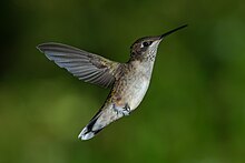 A ruby-throated hummingbird in flight