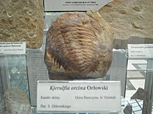 Kjerulfia orcina