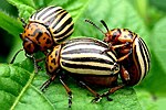 Adult beetles