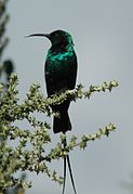 black and glossy blue-green sunbird