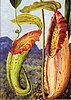 Nepenthes northiana, by Marianne North
