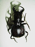 Museum specimen of Manticora sp. from Mozambique.