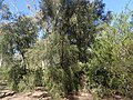 Habit in the Australian National Botanic Gardens